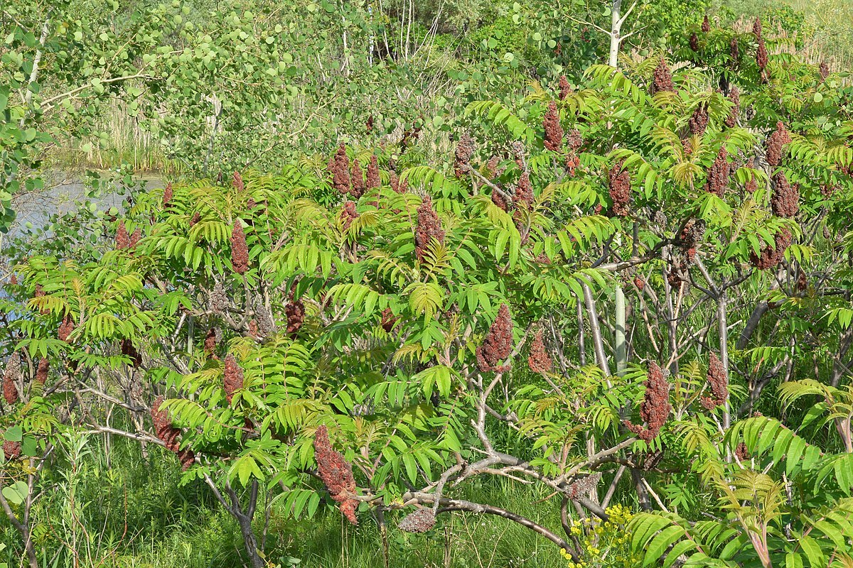 R. Hodnett, Staghorn_Sumac, CC BY-SA 4.0